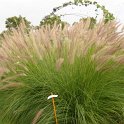 Pennisetum setaceum